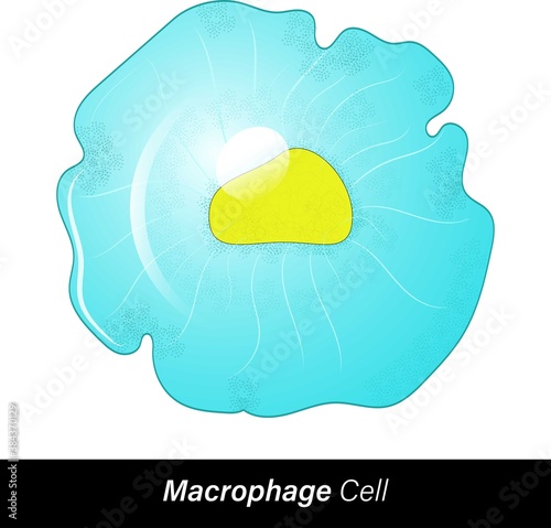Macrophages originated from blood monocytes. Functions: phagocytosis proinflammation, antimicrobial, apoptosis, endocytosis. The macrophage in Sky blue colour and yellow nucleus vector illustration.