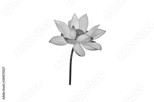 lotus flower black and white isolated on white background