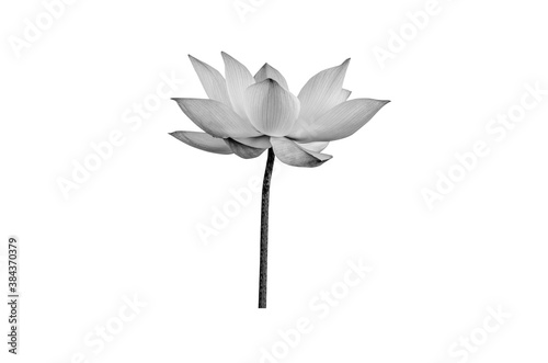 lotus flower black and white isolated on white background