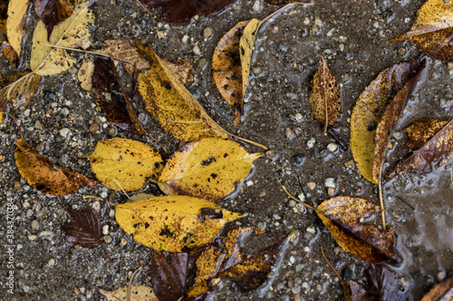 泥の地面と黄色い落ち葉の風景