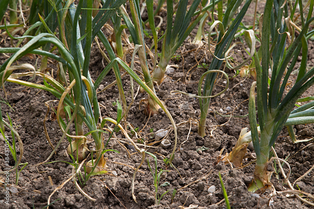 Obraz premium Oignons