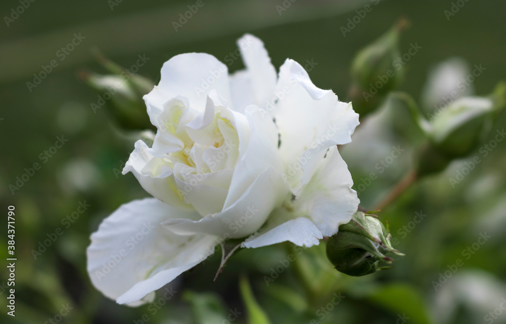 White flower rose on a green background White flower rose on a green background