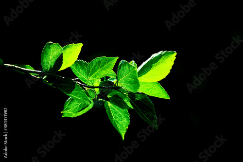 green leaves on black background silhouette