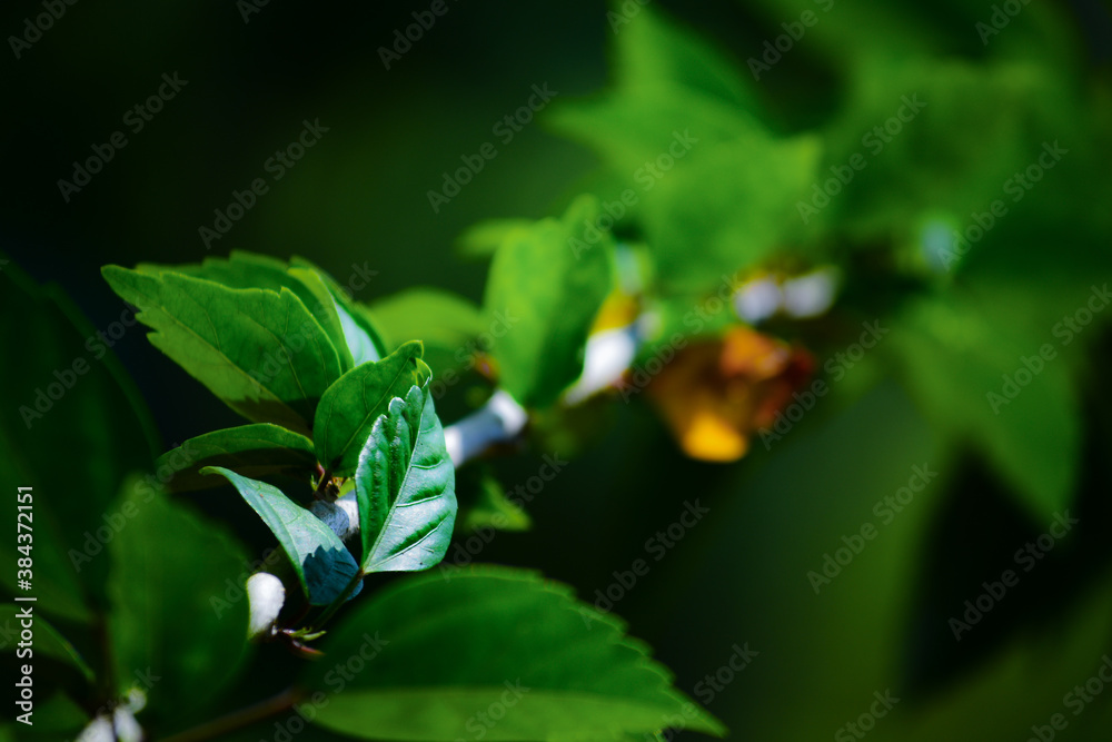 Obraz premium Green leaf on a plant with leading line concept in photography