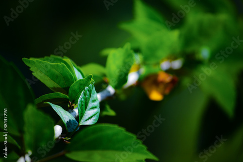 Green leaf on a plant with leading line concept in photography