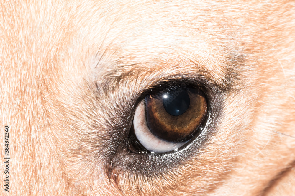 Dog eye close-up - pet eye isolated