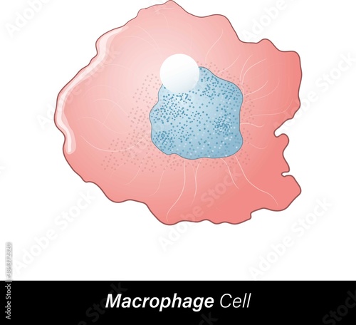 White blood cell Macrophages originated from monocytes. Functions: phagocytosis proinflammation, antimicrobial, apoptosis, B cell activation, endocytosis. macrophage in red colour and white background