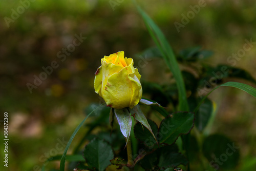 yellow flower flower