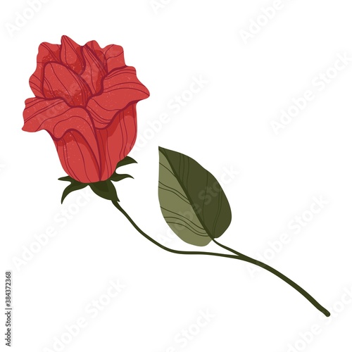 Single red rose in flat cartoon style. Isolated on white. Red rose flower botanical concept of love. For web, stickers, banners or print.