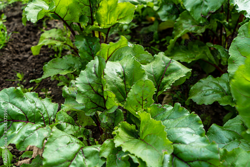 Fototapeta premium Close up from spinach in the field
