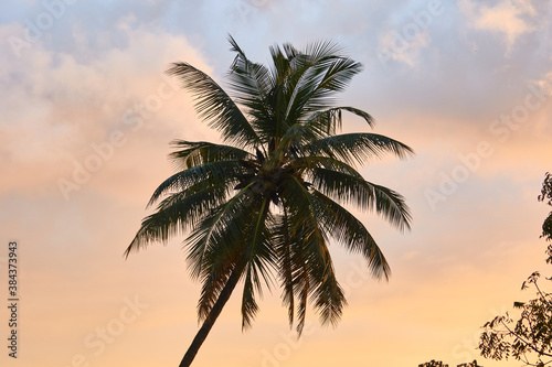 Close up of a palm tree