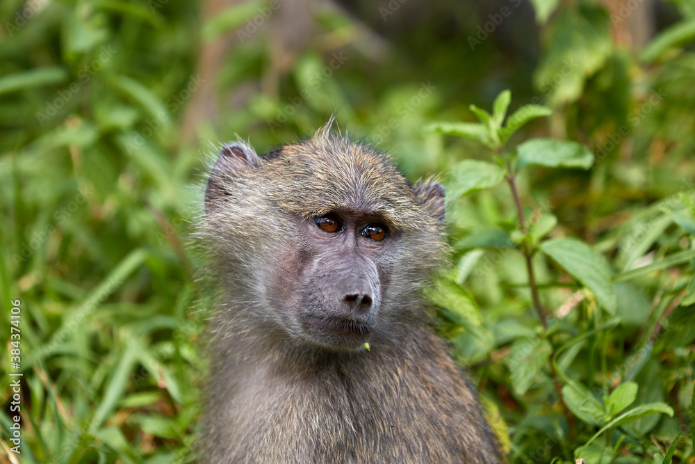 Obraz premium Close-up of a chacma baboon