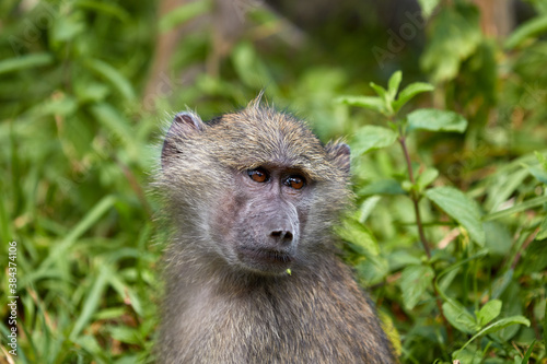 Close-up of a chacma baboon
