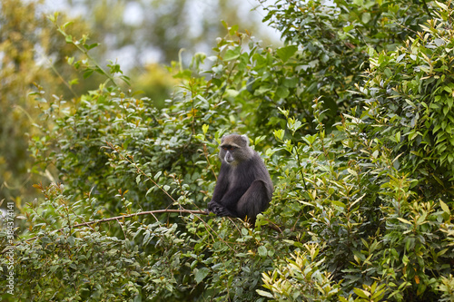 Canvas Print Samango monkey on a tree
