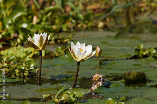 White lily in lake Victoria