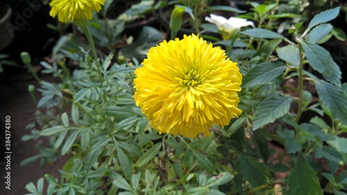 Yellow color Tagetes flower and plant