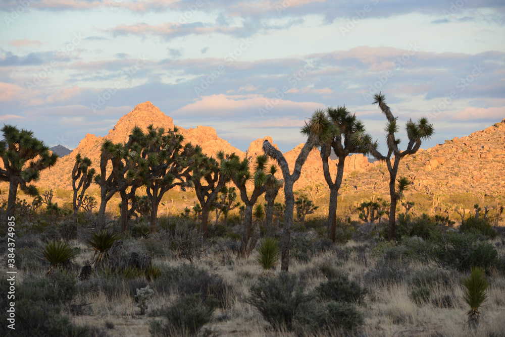 Joshua Tree National Park California at dusk