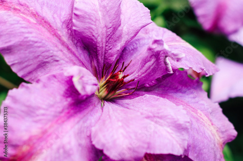 Fototapeta Naklejka Na Ścianę i Meble -  Blooming purple clematis flower. Perennial in the garden.