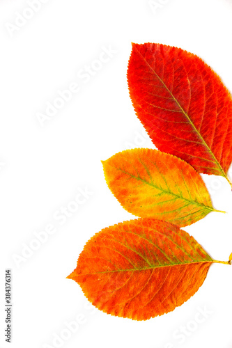 red leaves on white background