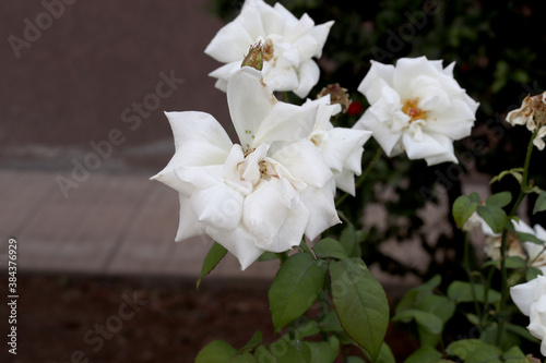 Fototapeta Naklejka Na Ścianę i Meble -  white rose in the garden
