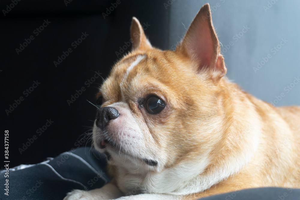 Portrait of young cute Chihuahua dog at home.