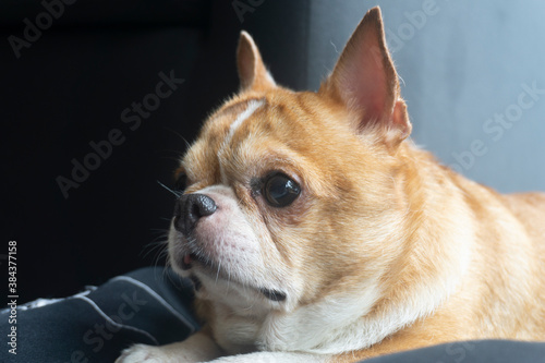Portrait of young cute Chihuahua dog at home.