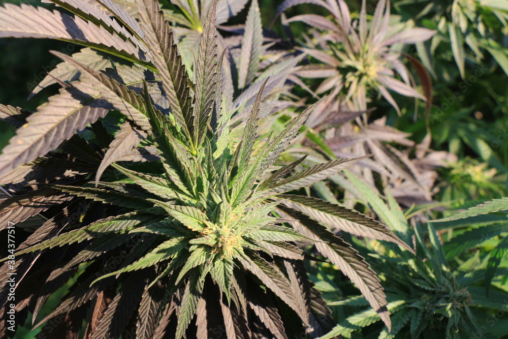 Fototapeta premium Double banana kush en extérieur, fin de floraison.