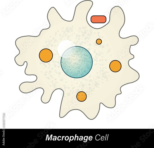 Macrophages are WBC originated from blood monocytes. Functions: phagocytosis proinflammation, antimicrobial, apoptosis, activation of B cell, endocytosis. macrophage engulfing microbe, bacteria