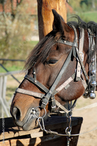 Horse portrait - close-up in harness. Bay color mare. Funny pets.