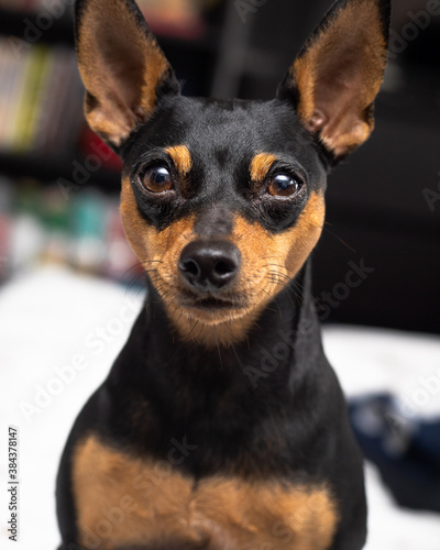 portrait headshot of small miniature pinscher dog with smile