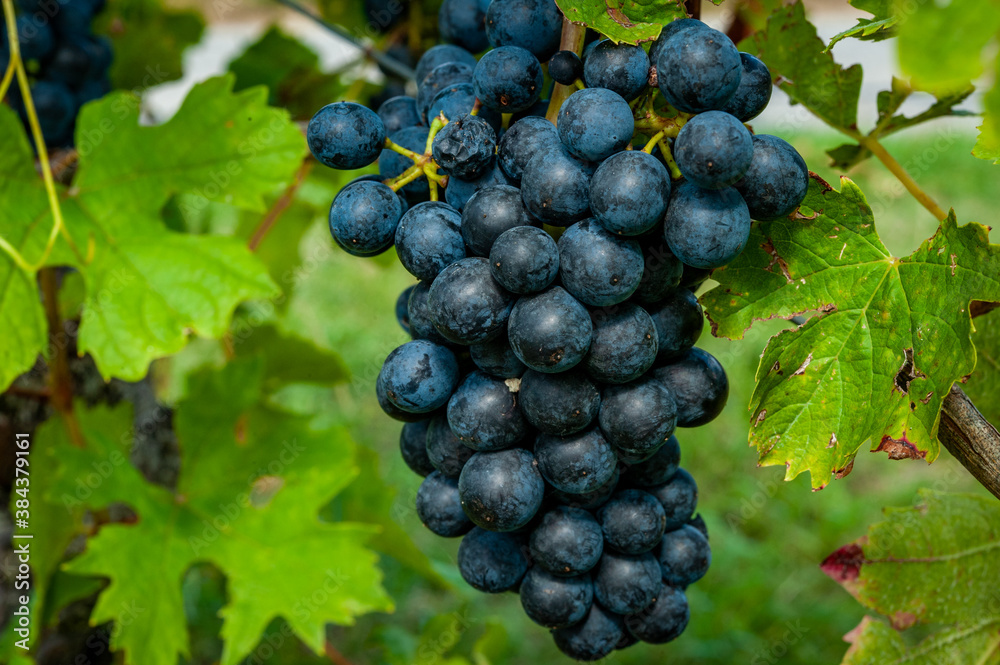 September means harvest season