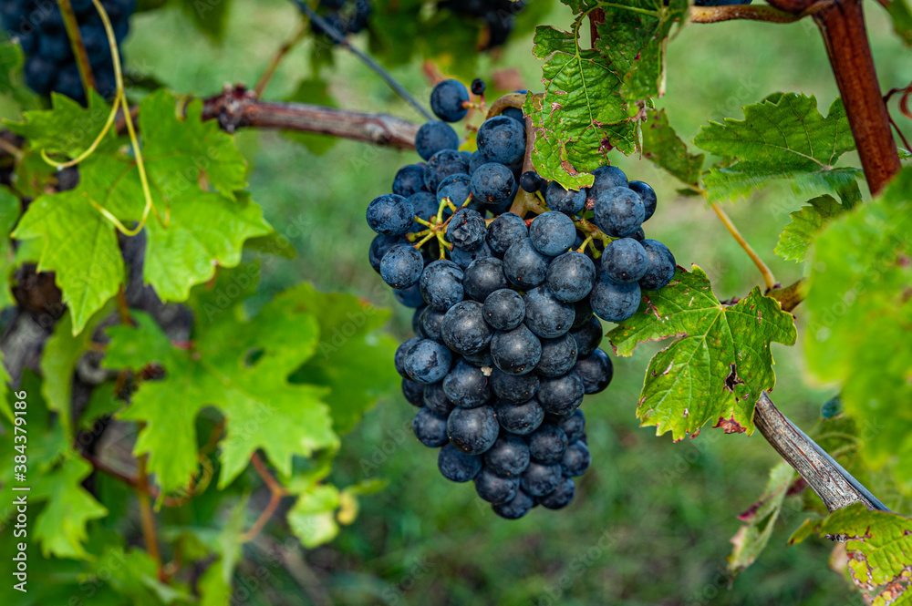 Wine Harvesting