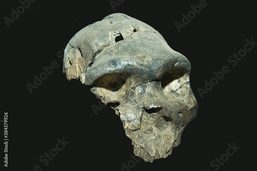 Homo rhodesiensis skull, Beginning of Human Mankind photo