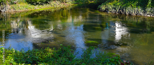 river with vegetation reflections in autumn day
