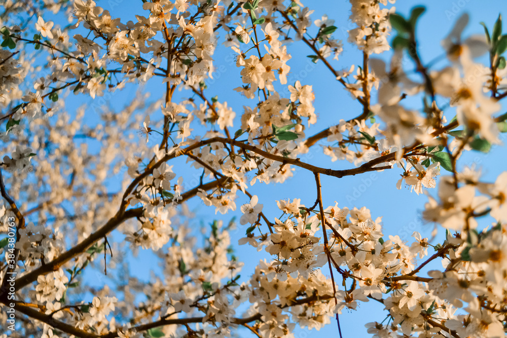 Blooming brown twigs of spring apple tree with delicate white flowers with petals, orange stamens, green leaves in warm sun light. Blossom. Blue sky background