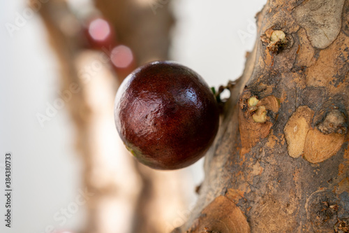 close-up of jaboticaba fruit on tree. selective focus