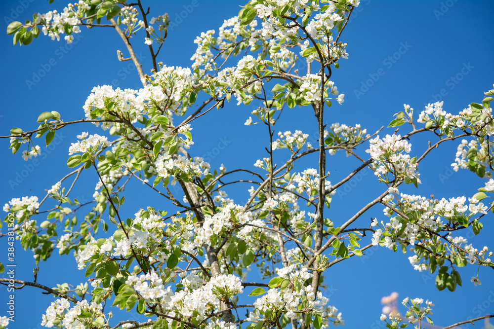 spring flowers and in the background a blue sky