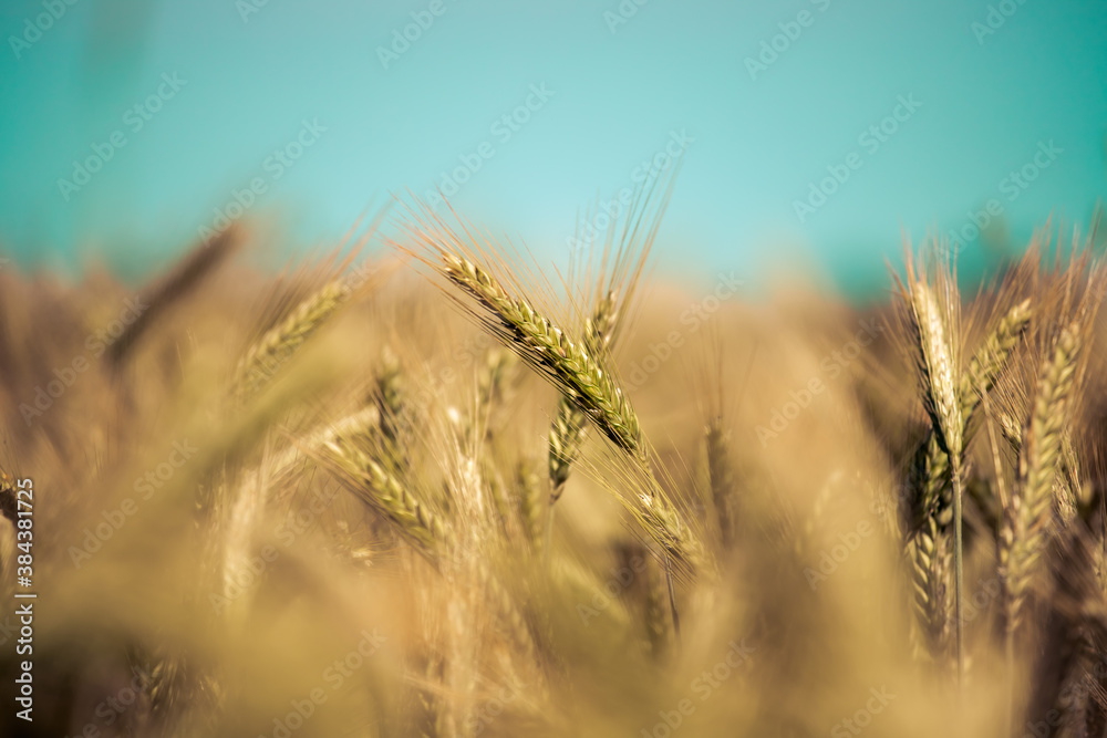 Fototapeta premium Agriculture field: Ripe ears of wheat, harvest