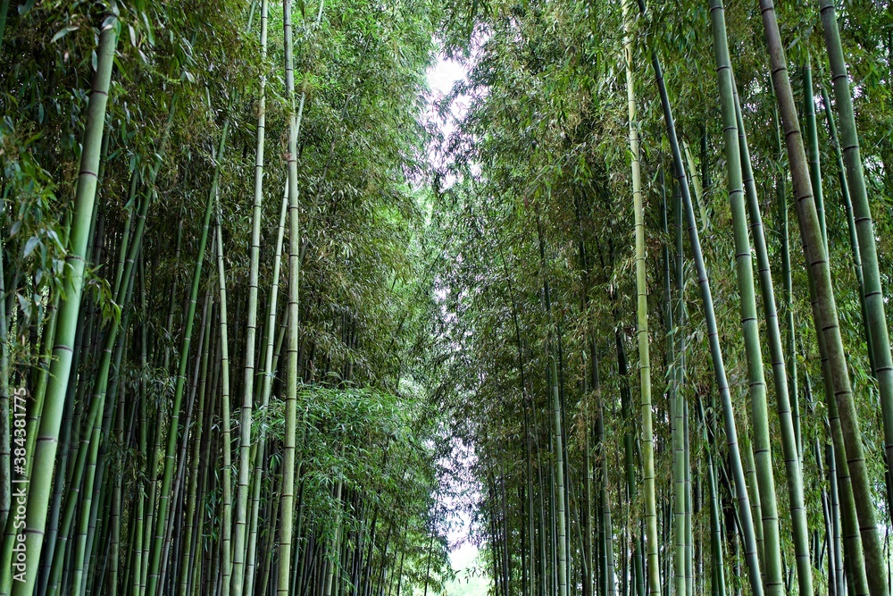 The scene of bamboo forest in Gifu. The scene of bamboo forest in Gifu.