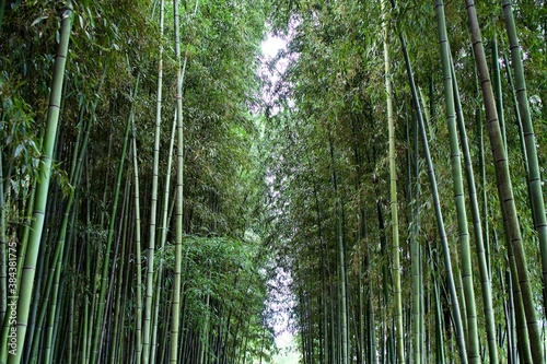 The scene of bamboo forest in Gifu.