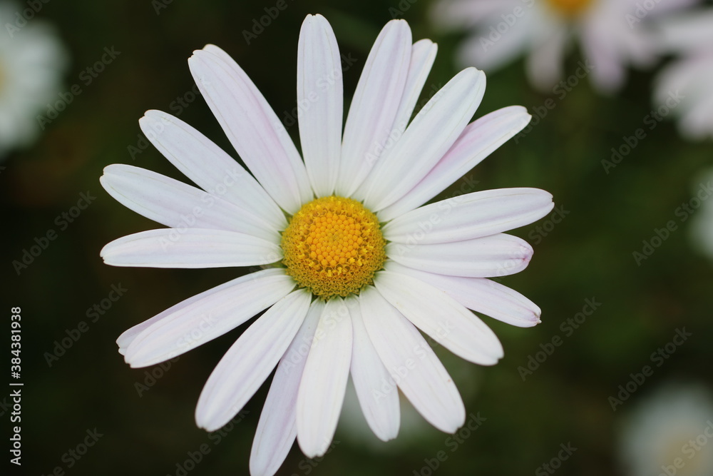 Fototapeta premium daisy flower