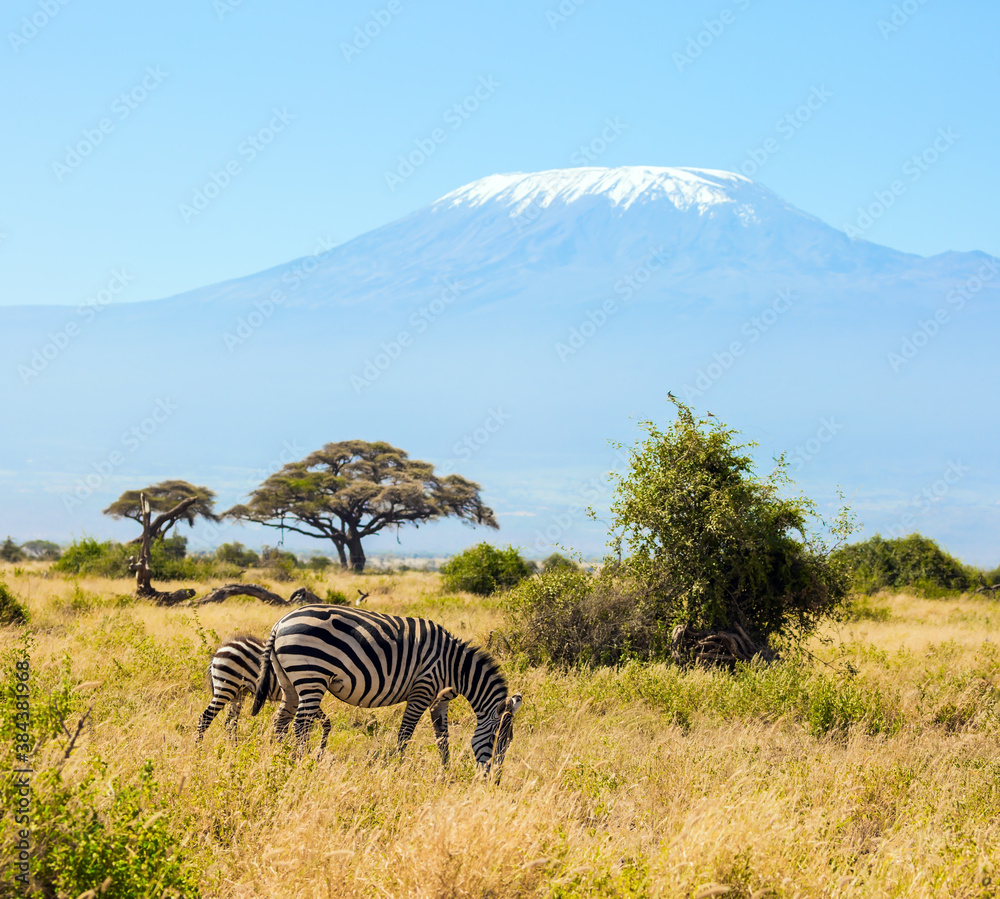 Fototapeta premium Trip to Kenya. Pair of zebras