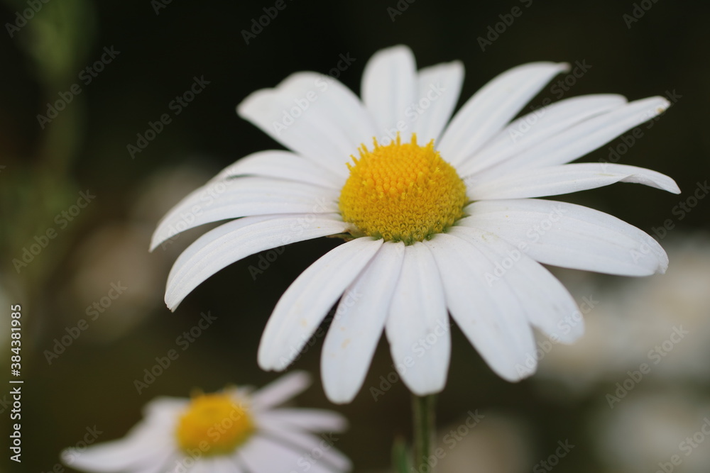 daisy flower closeup daisy flower closeup