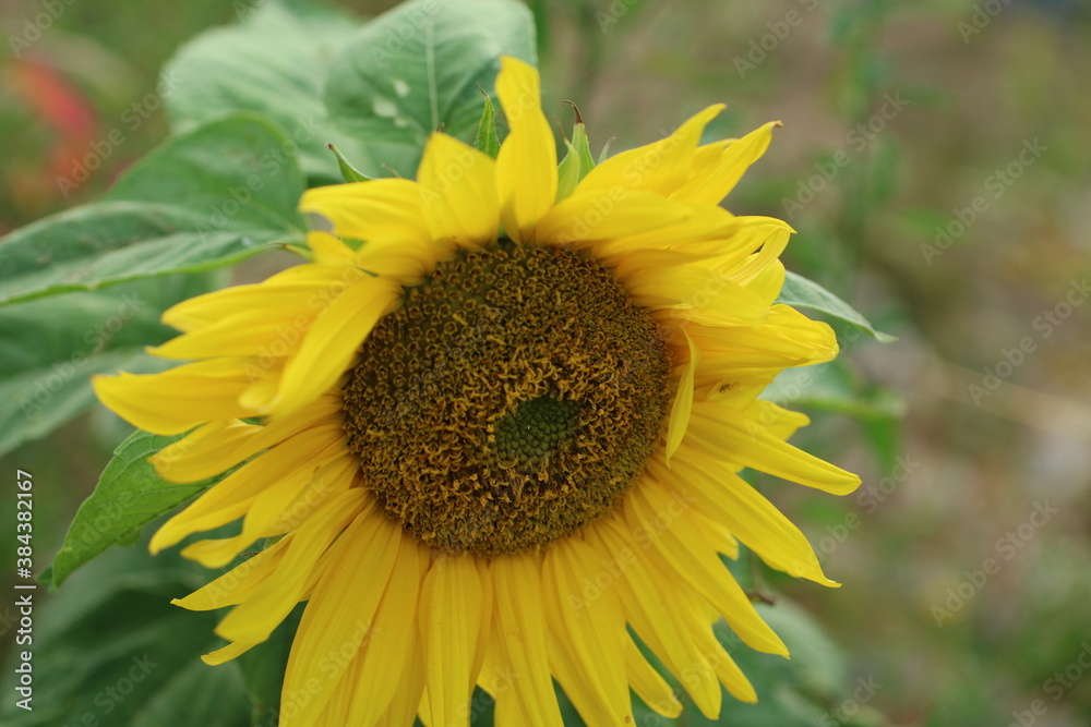 Obraz premium sunflower with bee