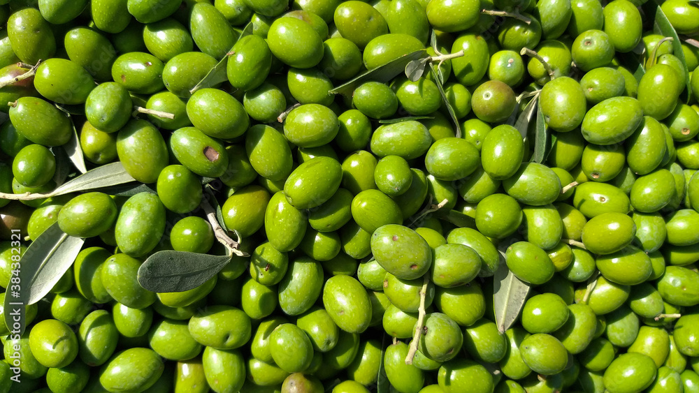 Background of olive fruits in the Organic garden.With green color, Italy. Background of olive fruits in the Organic garden.With green color, Italy.