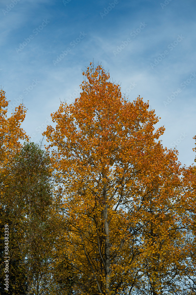 Autumn trees with yellow leaves against the blue sky. Autumn trees with yellow leaves against the blue sky.