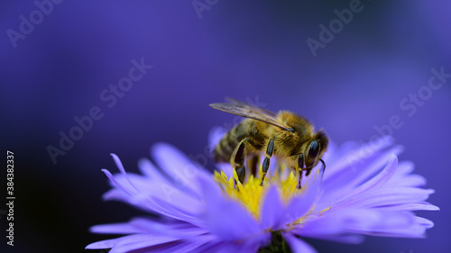 Close up of a honey bee on a purple flowering aster, against a purple background © leopictures