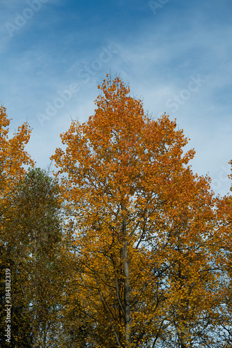 Autumn trees with yellow leaves against the blue sky.