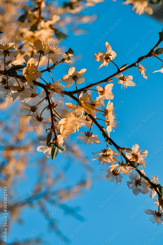 Blooming branch of spring apple tree with bright white orange flowers with petals, stamens, green leaves in warm light of sunset. Clear blue sky backdrop. Park in city Blooming branch of spring apple tree with bright white orange flowers with petals, stamens, green leaves in warm light of sunset. Clear blue sky backdrop. Park in city