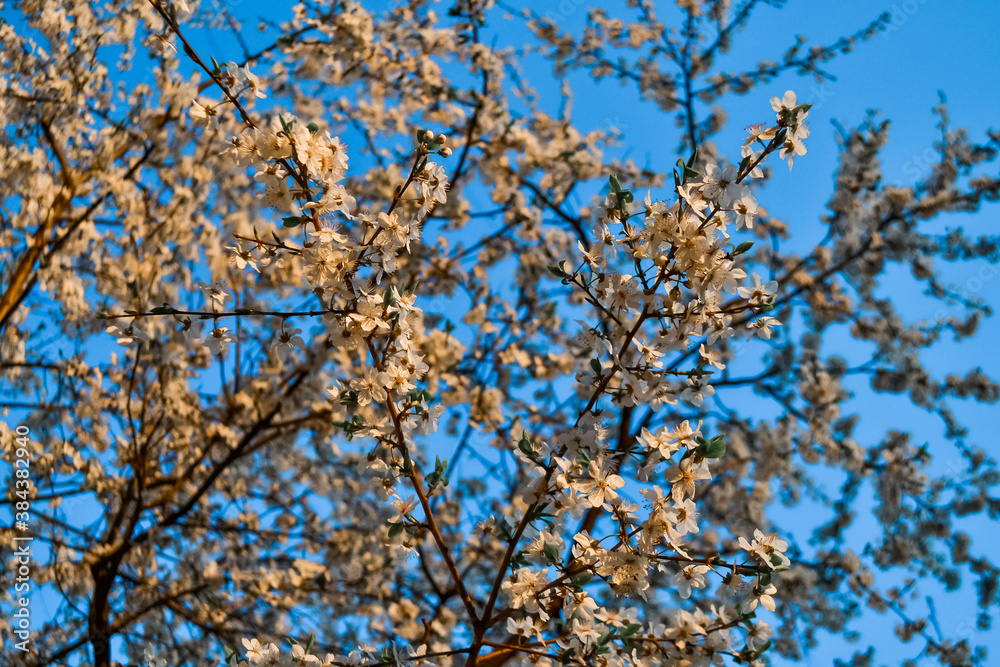 Blooming branches of spring apple tree with bright white flowers in orange warm light of sunset, with petals, stamens, green leaves. Clear blue sky backdrop. Park in city Blooming branches of spring apple tree with bright white flowers in orange warm light of sunset, with petals, stamens, green leaves. Clear blue sky backdrop. Park in city